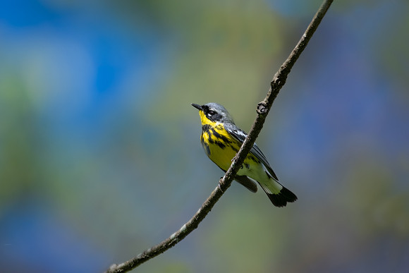 magnolia warbler2 2023_05_26