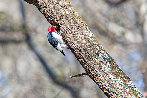 red heded woodpecker santee state park 2022_03_02-facebook