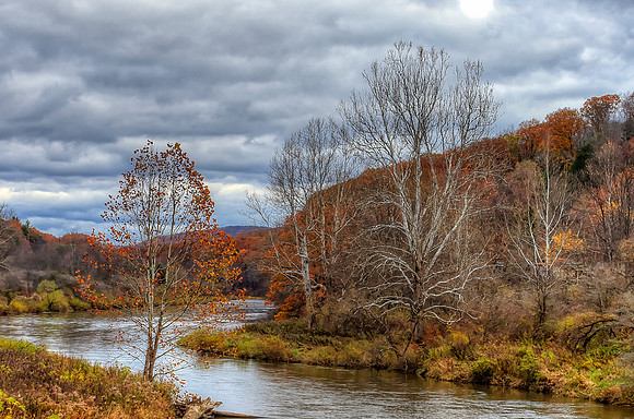 Kellettville Sycamore 2015_10_30