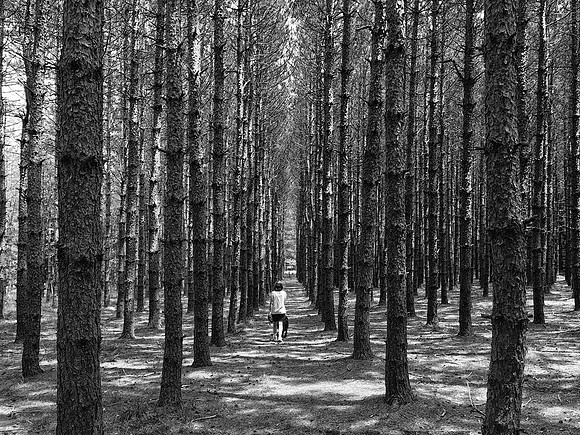 Walk in the Plantation Tionesta 2016_06_18