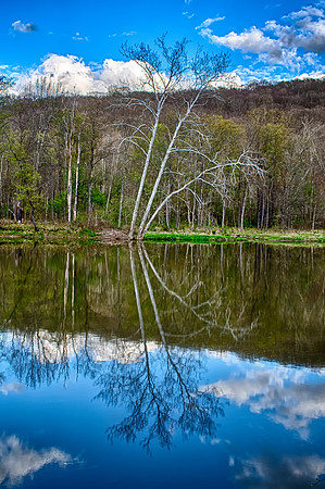 Sycamore at Oil Creek 2016_05_03