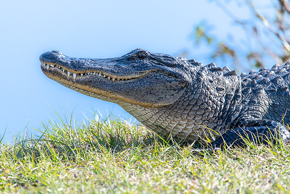 gator la chua paynes prairie 2022_02_11-facebook