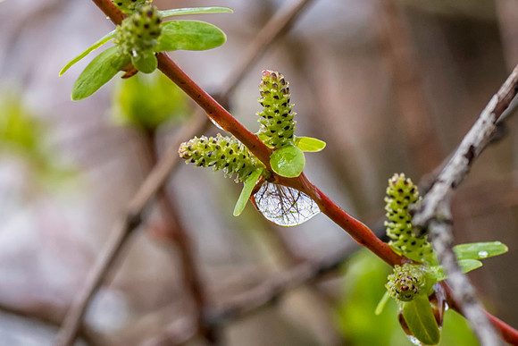 Willow and Raindrops 2016_04_01