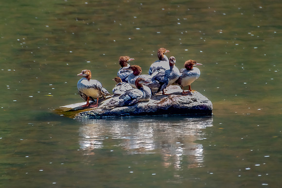 merganser island 2023_07_24