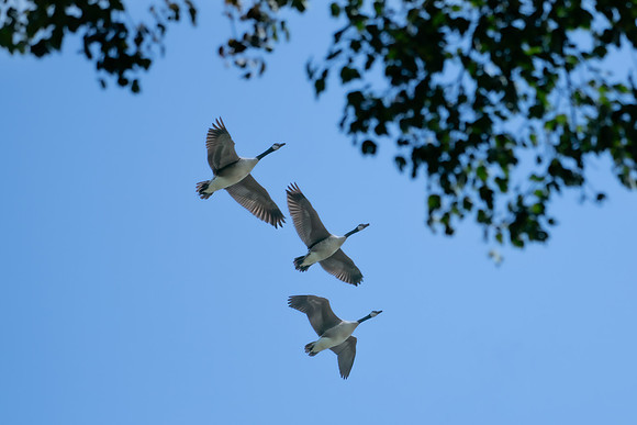 geese in flight 2023_07_24