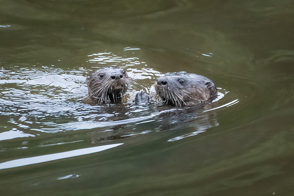 river otters 1-2023_07_27