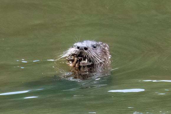 river otters 4-2023_07_27