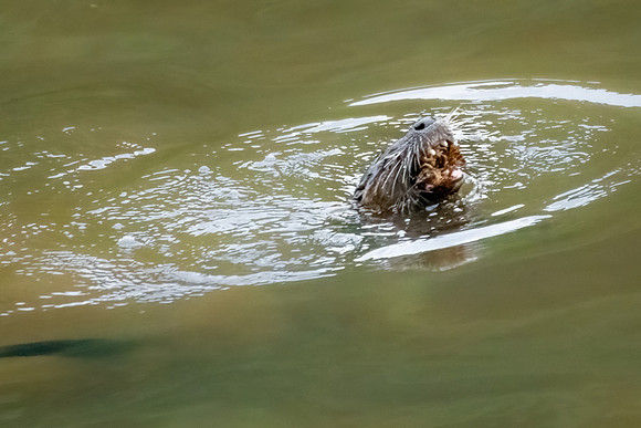 river otters 6-2023_07_27