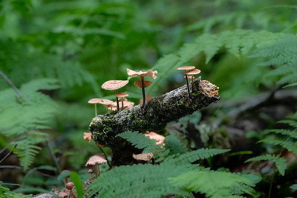 fungus 2023_07_26