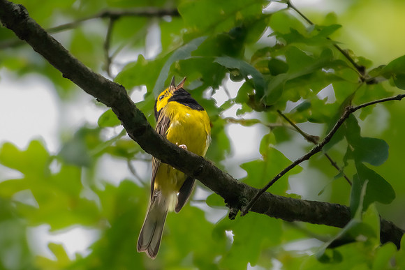 a hooded warbler 2 2023_07_18