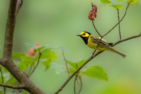 even more hooded warbler 5