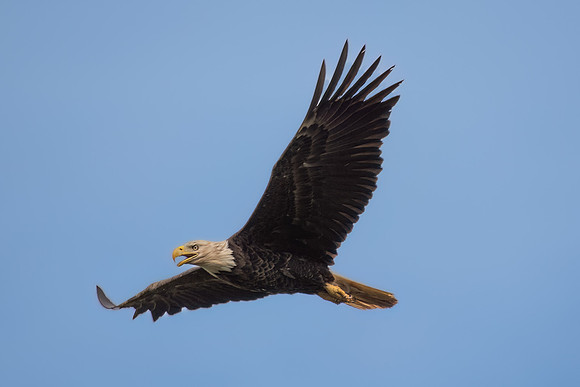 eagle in flight 2023_07_06