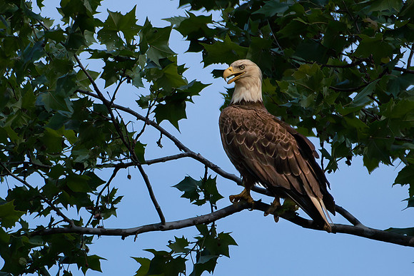 eagle 2023_07_06