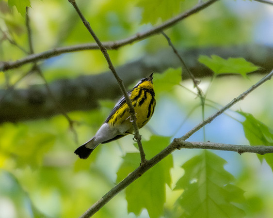 magnolia warbler3 2023_05_17