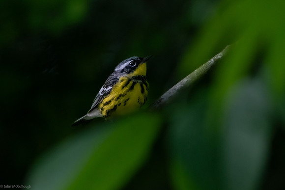 magnolia warbler