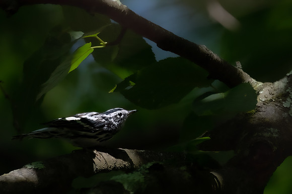 black and white hidden-2023_07_20