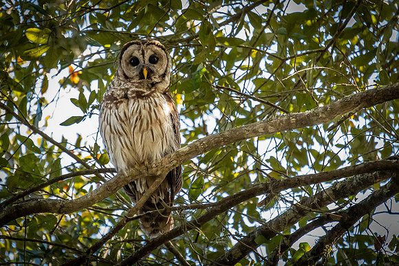 barred owl 5 sweetwater 2022_02_11-facebook