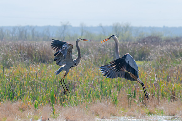 great blue heron fight 3 sweetwater 2022_02_13-facebook