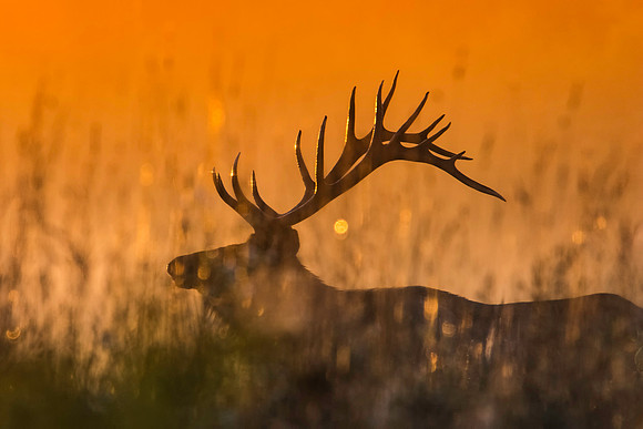 sunrise bull 2017_09_29
