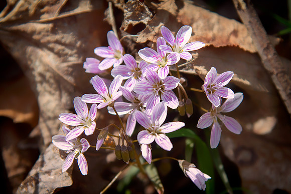 spring beauty 2021_04_14