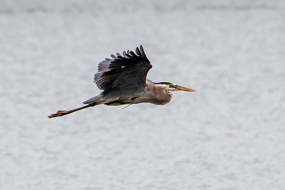 great blue heron 2021_06_02-Edit