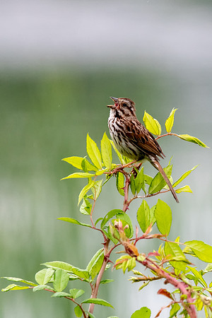 song sparrow 2021_06_02-Edit