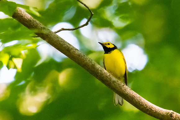 hooded warbler 2 2021_06_14-Edit