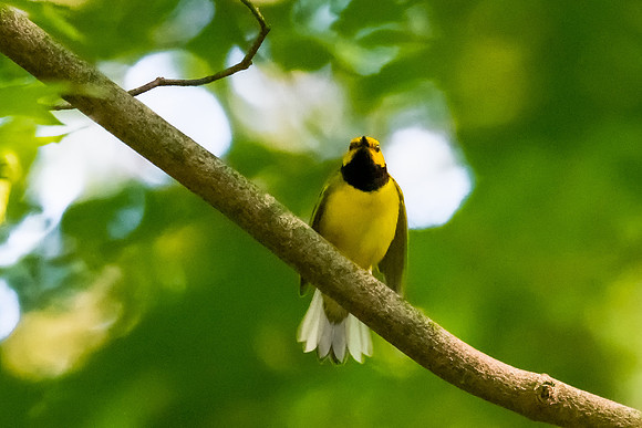 hooded warbler 1 2021_06_14-Edit