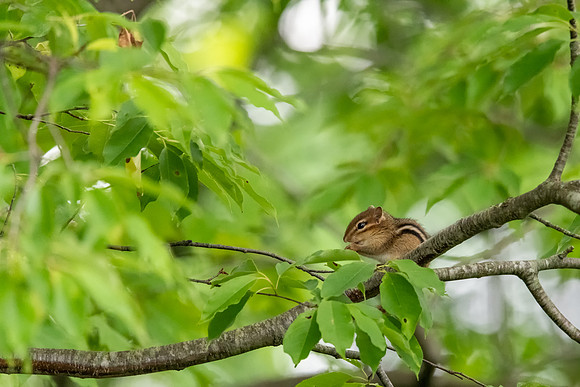 chipmunk in tree 2021_06_02-Edit