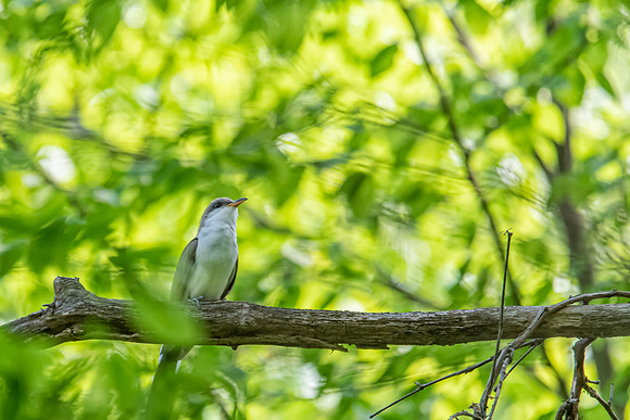 yellow billed cuckoo 1 2021_05_26-Edit-facebook