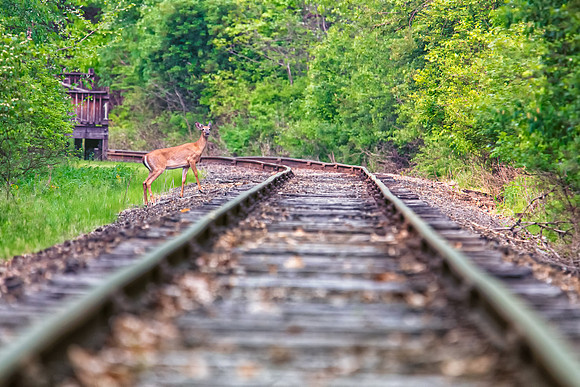 railroad deer 2021_05_26-facebook