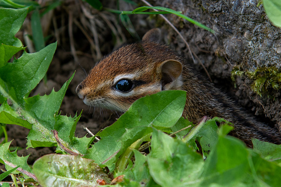 chipmunk baby 2 2021_05_22-facebook