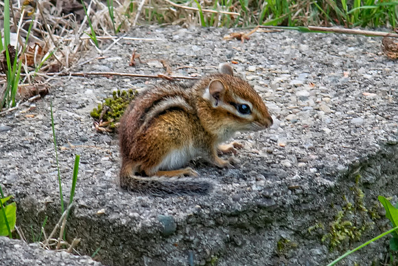 chipmunk baby 2021_05_22-facebook