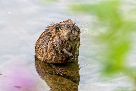 2021_05_24 muskrat-facebook