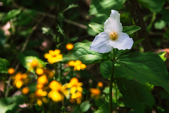 trillium and ragwort 2021_05_11-facebook