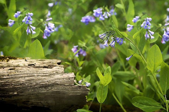 bluebells and log 2021_05_11-facebook