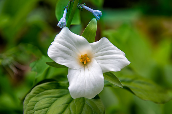 white trillium 2021_05_11-facebook