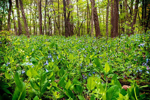 bluebell field 2021_05_11-facebook