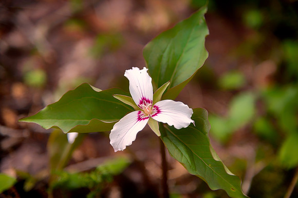 painted trillium 2 2021_05_10-facebook