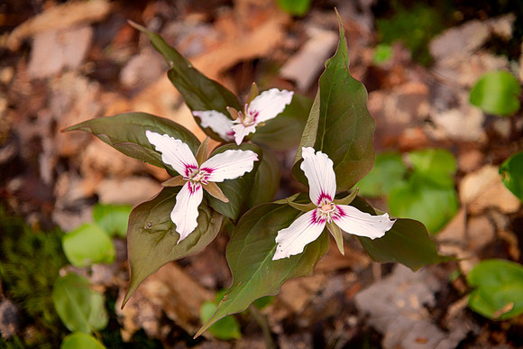painted trillium 3 2021_05_10-facebook