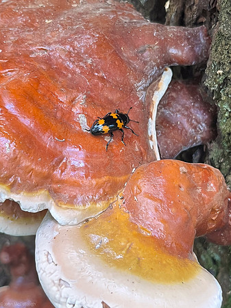 bug and fungus 2024_06_04-3