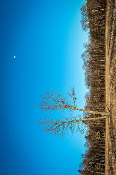 henderson tree 2018_02_26