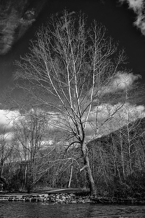 Sycamore 2017_12_20-