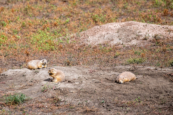 prairie dogs 2023_09_23-23