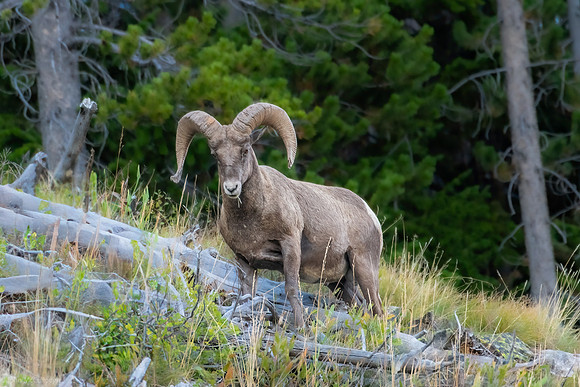 big horn sheep 2023_09_09-1