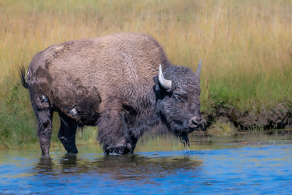 bison 2023_09_17-3