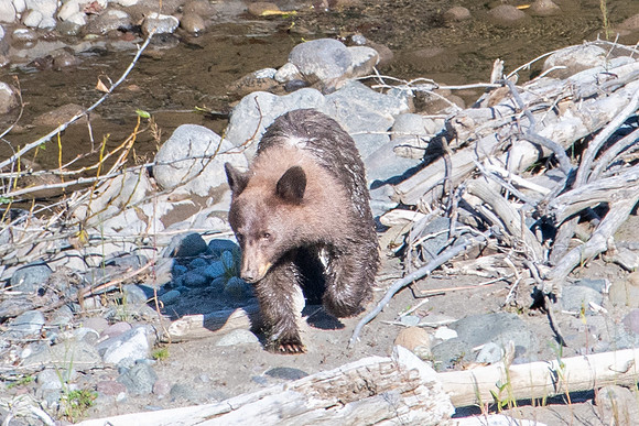 elk fork bear 2023_09_12-1