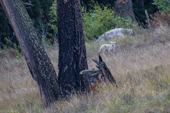 blonde coyote 2023_09_21-8