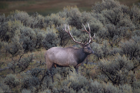 bull elk near mammoth 2023_09_21-4