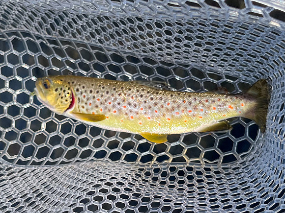 firehole brown 2023_09_18